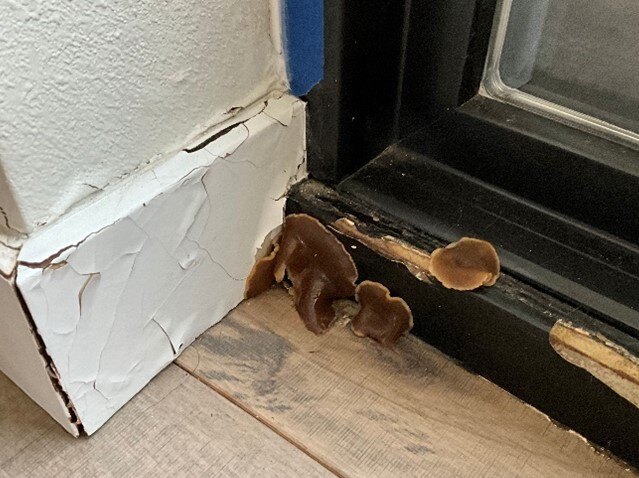 mushroom in door threshold